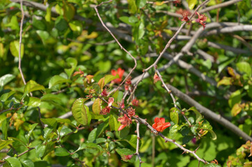 樹木・クサボケ　バラ科