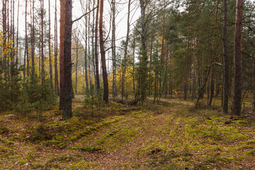 Obraz premium Road through a coniferous forest