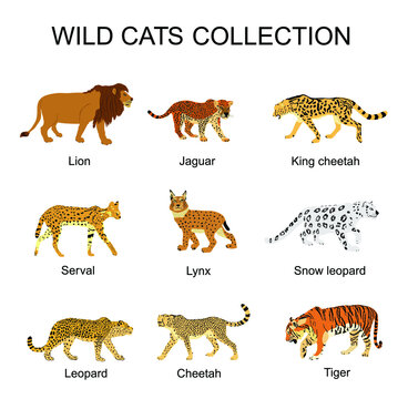 Wild cats collection vector illustration isolated on white background. Lion, jaguar, king cheetah, serval, lynx bobcat, snow leopard, tiger, leopard, cheetah. Wild animal superior predator.