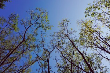 tree branches with green leaves and blue sky in autumn season