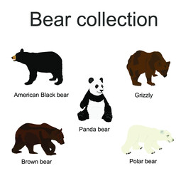 Bear species collection vector  illustration isolated on white background. Black bear, Grizzly, Polar bear, Panda, Brown bear symbol.