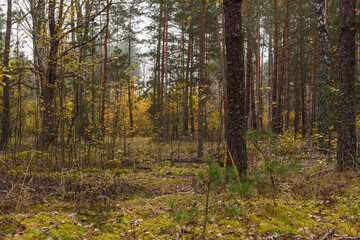 Coniferous forest on a cloudy day. Autumn forest with yellow leaves