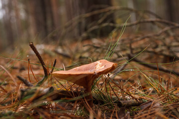 Beautiful wild mushroom. Poisonous mushrooms. Small depth of field.