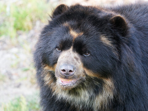 Spectacled Bear (Tremarctos Ornatus)