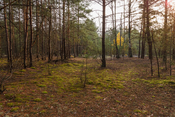 Pine forest is illuminated by yellow evening sun light.