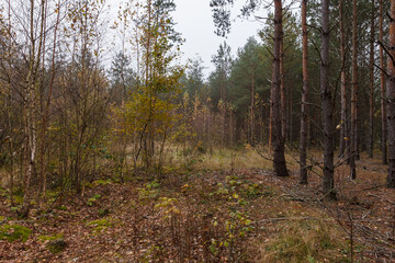 Obraz premium Coniferous forest on a cloudy day.