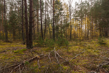 Coniferous forest on a cloudy day.