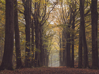 autumn forest lane in the fog