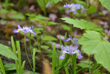 植物・ヒメシャガ　アヤメ科