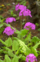 Obraz premium 植物・サクラソウ サクラソウ科