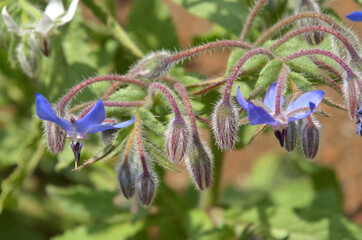 植物・ルリジサ　ムラサキ科