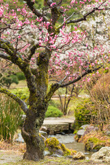 日本　石川県金沢市、兼六園の梅林