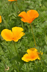 植物・ハナビシソウ　ケシ科