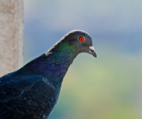 Portrait of a rock pigeon