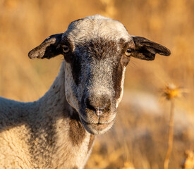 Retrato de una oveja