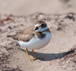 Semipalmated plover on the beach