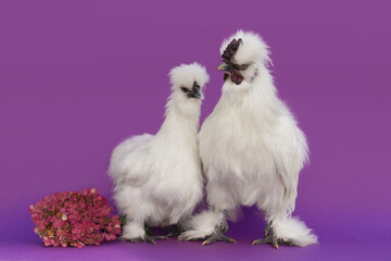 Pair of white Chinese silk chickens