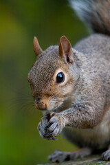 Eastern gray squirrel