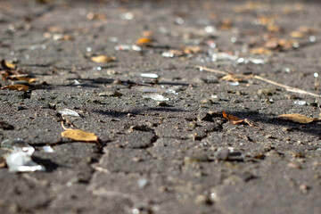 Old dirty cracked asphalt, with broken glass, autumn leaves, close-up, selected art focus, Tilt-Shift