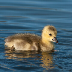Gosling in the water