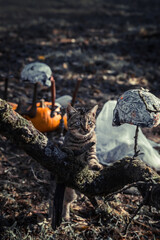 Girl and Horse with Halloween Decorations. Halloween animal.