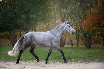 Fototapeta na wymiar Horse breed Orlov trotter in motion.
