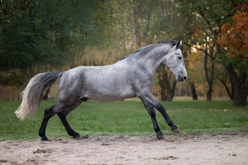 Horse breed Orlov trotter in motion.