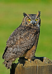 a great horned owl perched on a post