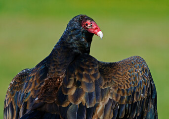 portrait of a Turkey Vulture