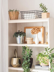 Houseplants and home decor on wooden shelves