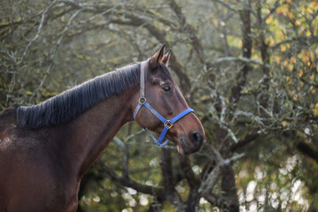 A horse walks in an autumn garden