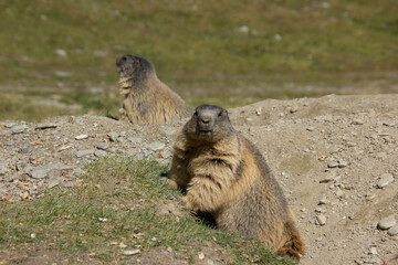 alpine marmot in summer in front of the lair