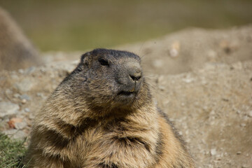 alpine marmot before hiding in the lair
