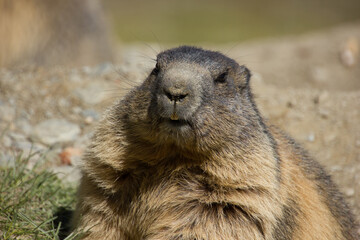 alpine marmot ready for hibernating during winter