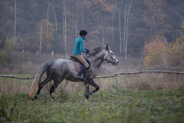 Horse breed Oryol trotter and girl