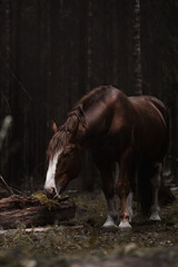 Horse heavy truck in the forest