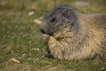 close up of an alpine marmot before winter