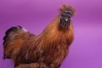 chinese silk rooster on purple background