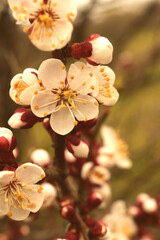 Fototapeta na wymiar cherry blossom in the spring