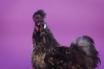 chinese silk rooster on purple background