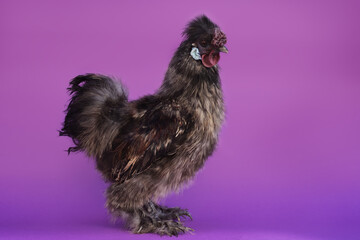 chinese silk rooster on purple background