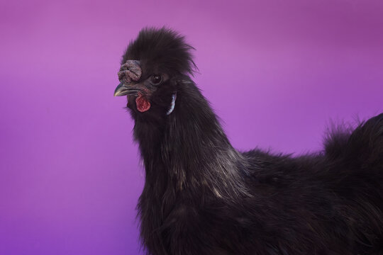 Chinese Silk Rooster On Purple Background