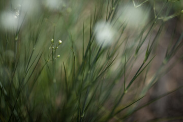 green grass in the field