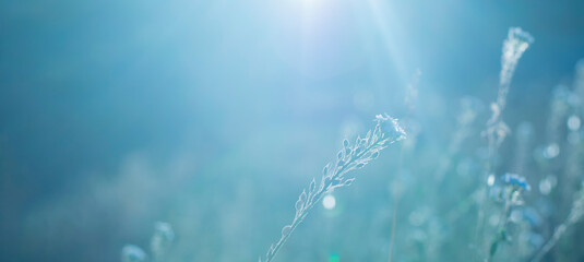 Field plant background on winter blue background. Copy space, banner,selective focus
