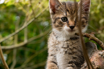 Sweet little cat playing in garden