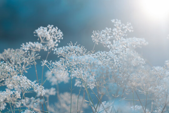 Sunny winter day..Plants background on blue background. Toned.