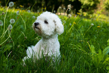 Dog in the grass