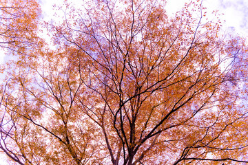 Fototapeta na wymiar 秋の長瀞不動寺の紅葉した大きな樹