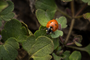 ladybug on a green leaf