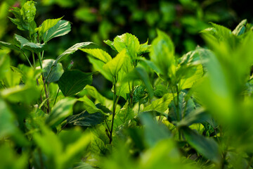 close up of green leaves